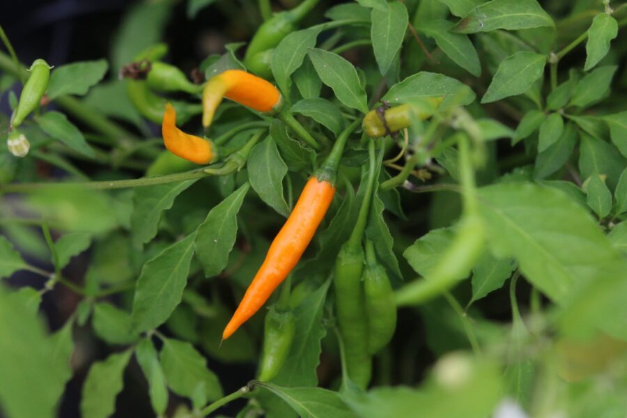 Mogna orange Criolla Sella-chilifrukter