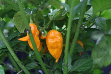 Bhut Jolokia Yellow
