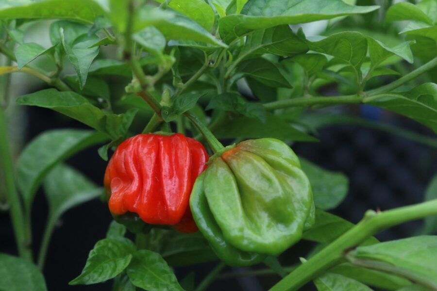 Mogna röda Habanero El Remo-frukter med typisk lanternform