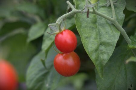 Loco