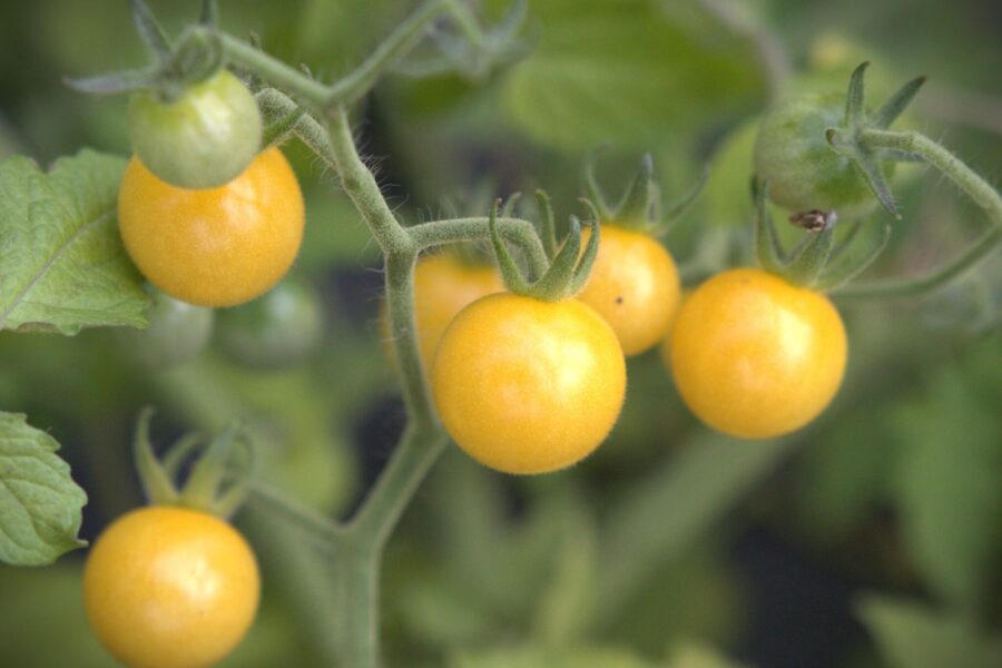 Klasar med små pärlemorskimrande White Currant Coco-tomater