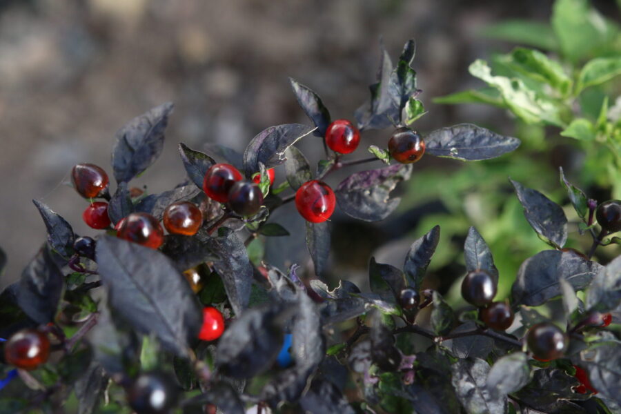 Psychedelic Black Pearl med variegerade blad i vitt, grönt och lila