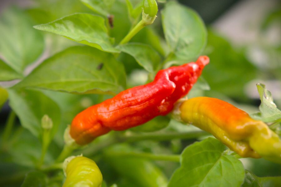 Mogna röda Aji Peanut-chilifrukter med rundad form
