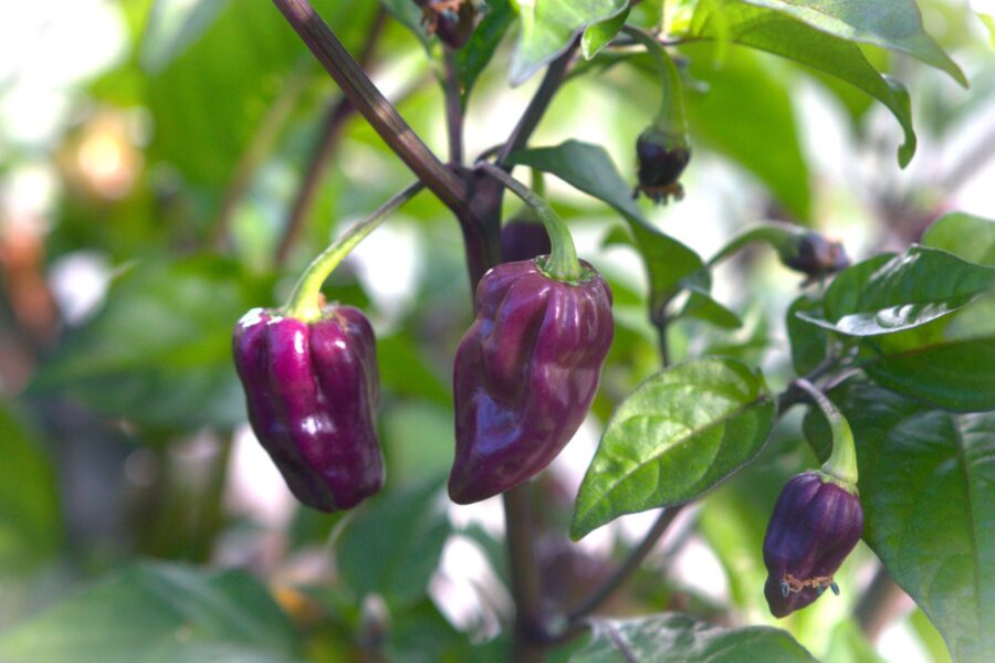 Lila skrynkliga Bhut Jolokia Purple Ghost Pepper-frukter
