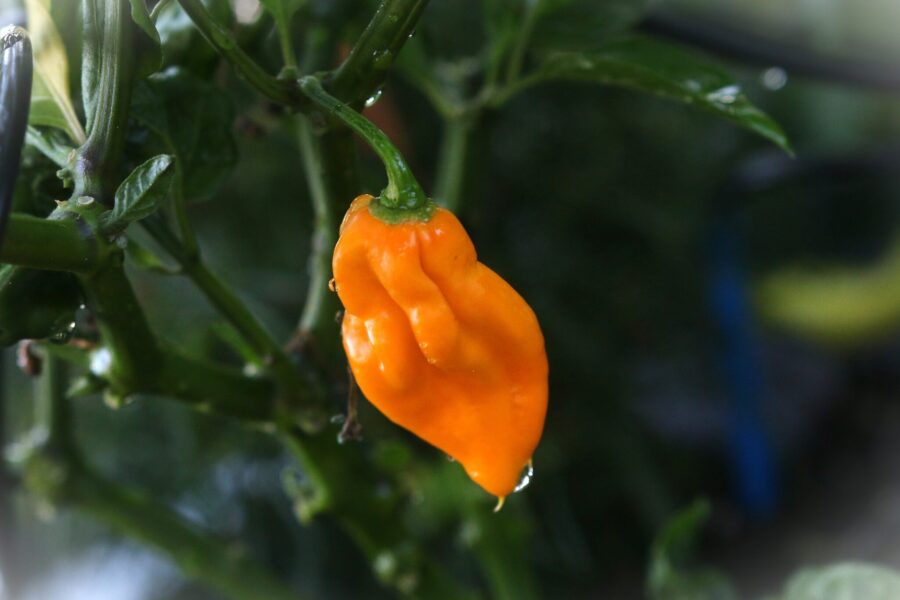 Gula tunglika Devil's Tongue Yellow-chilifrukter