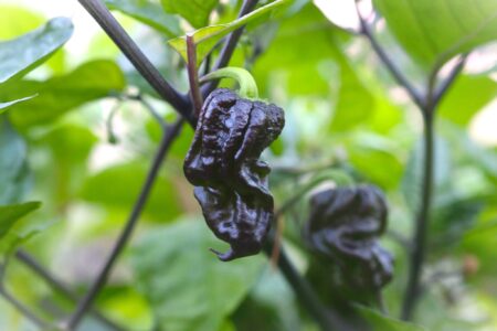 7 pot Purple