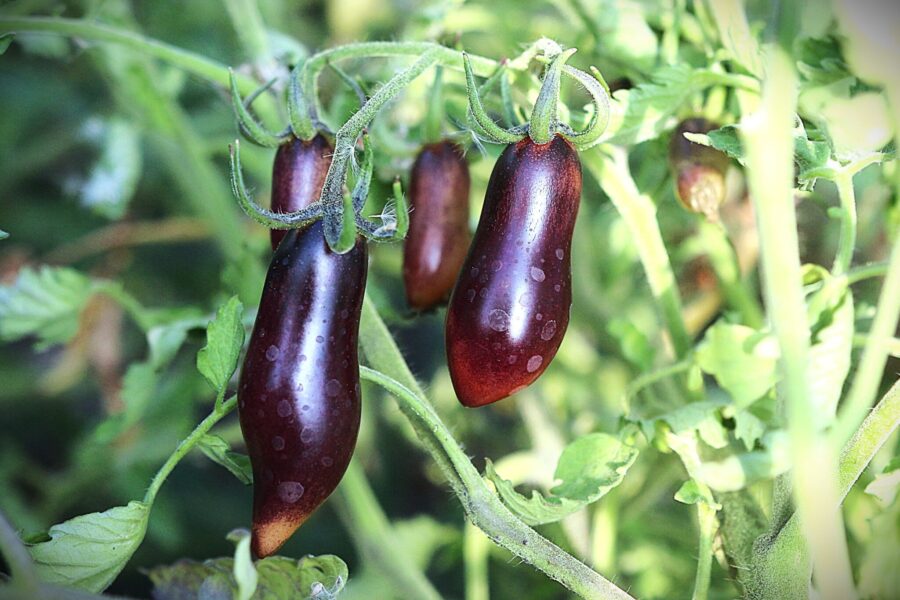 Päronformade Slivka Gurman-tomater med svartröd färg