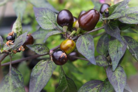 Wild Olive
