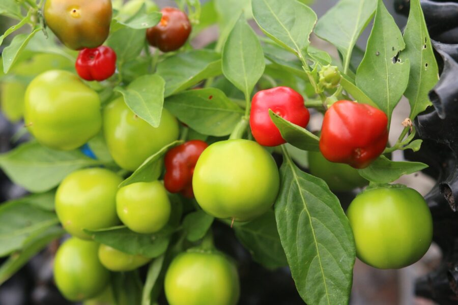 Små röda Pimenta Puta La Madre-frukter på kompakt planta