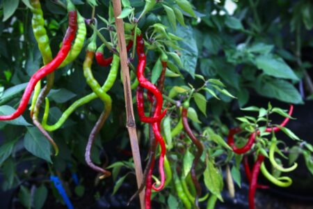 Hair Pepper