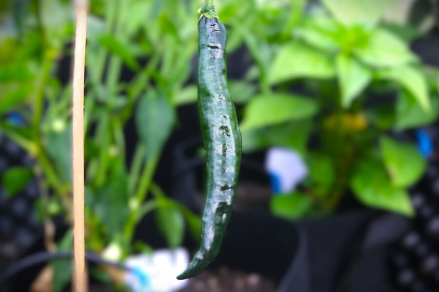 Torkade mörkbruna Pasilla Bajio-chilis