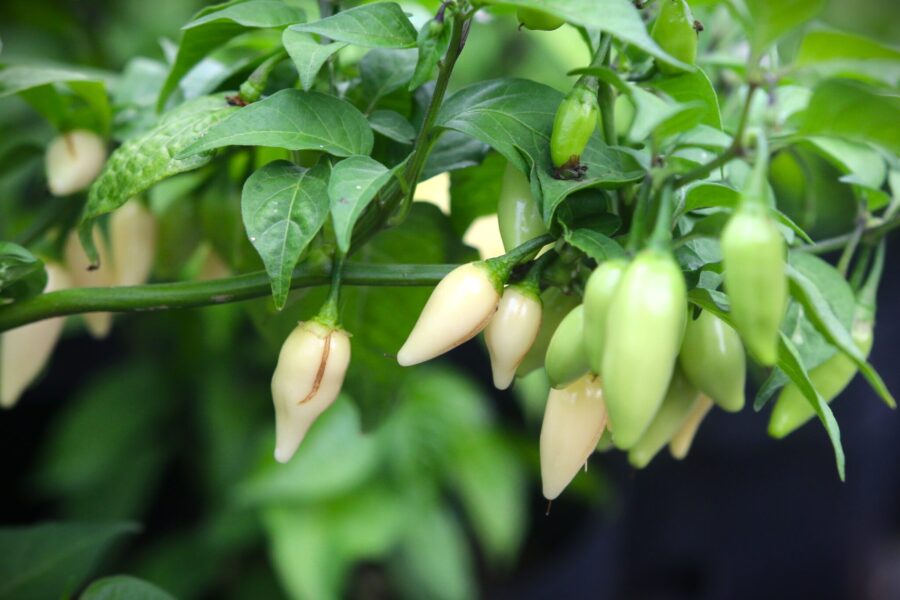 Vita Coyote Teeth-chilifrukter på växande planta