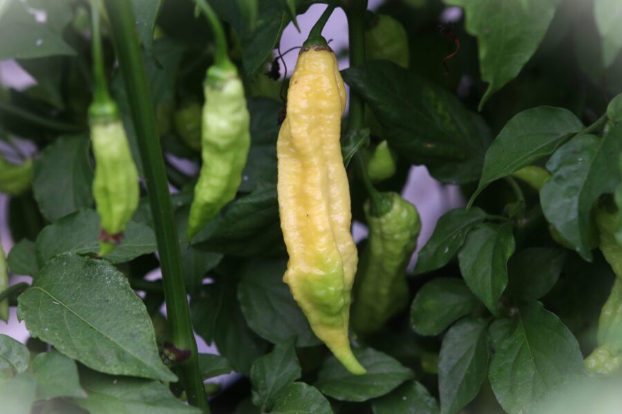 Vita skrynkliga Bhut Jolokia White-chilifrukter