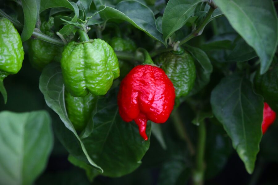 Röda skrynkliga Jaydee's Reaper-chilifrukter