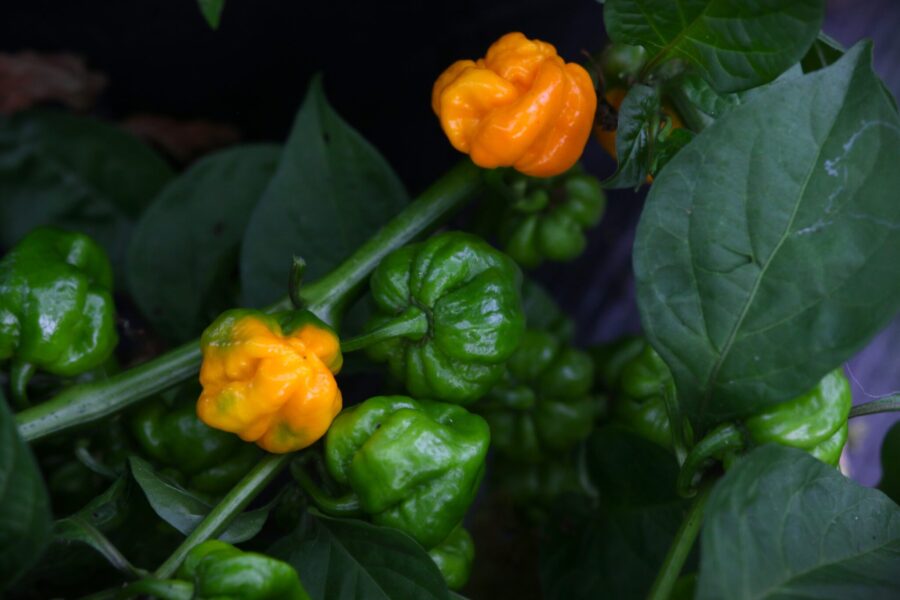 Mogna Jamaican Scotch Bonnet-chilifrukter i olika färger