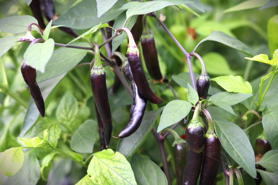 Dream Catcher Hybrid med variegerat bladverk i vitt, grönt och purpur
