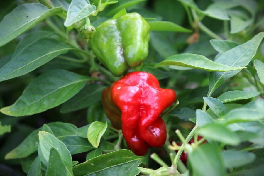 Röda svampformade Jamaican Hot Red-chilifrukter