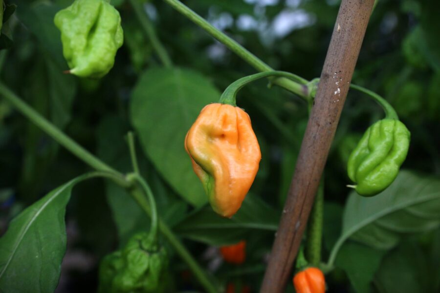 Orange Ghost-chilifrukter med karaktäristisk rynkig yta