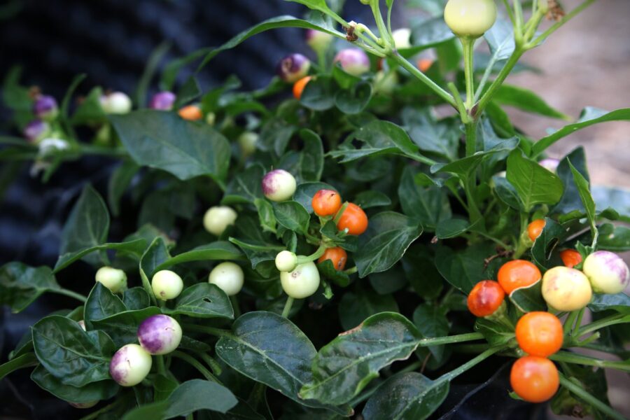 Täta orange Sea Buckthorn-chilifrukter på kompakt planta