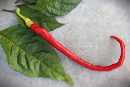 Joe's Long Cayenne