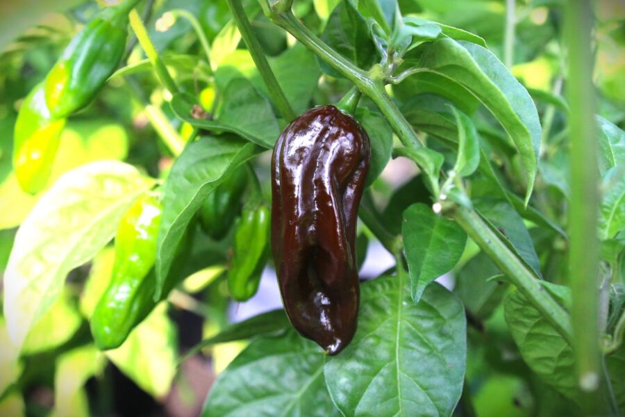 Bruna Habanero Brown-chilifrukter i klase