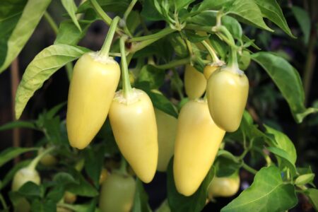 Jalapeno White