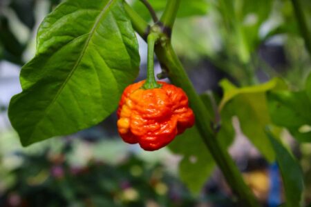 7 Pot Infinity