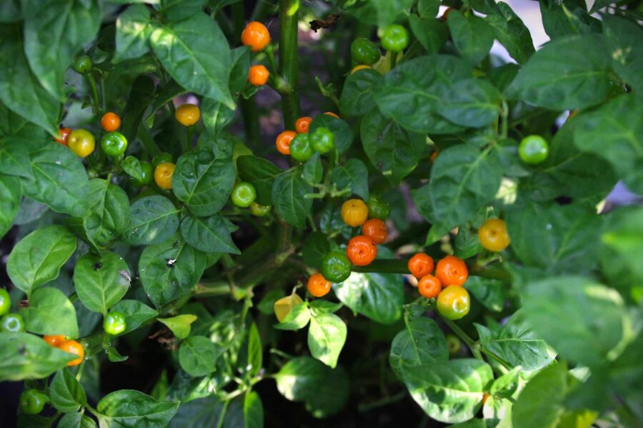 Små gula pärlformade Aji Charapita Iquitos-frukter