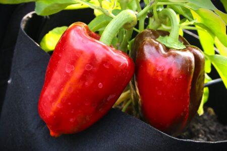 Ukranian Sweet Red