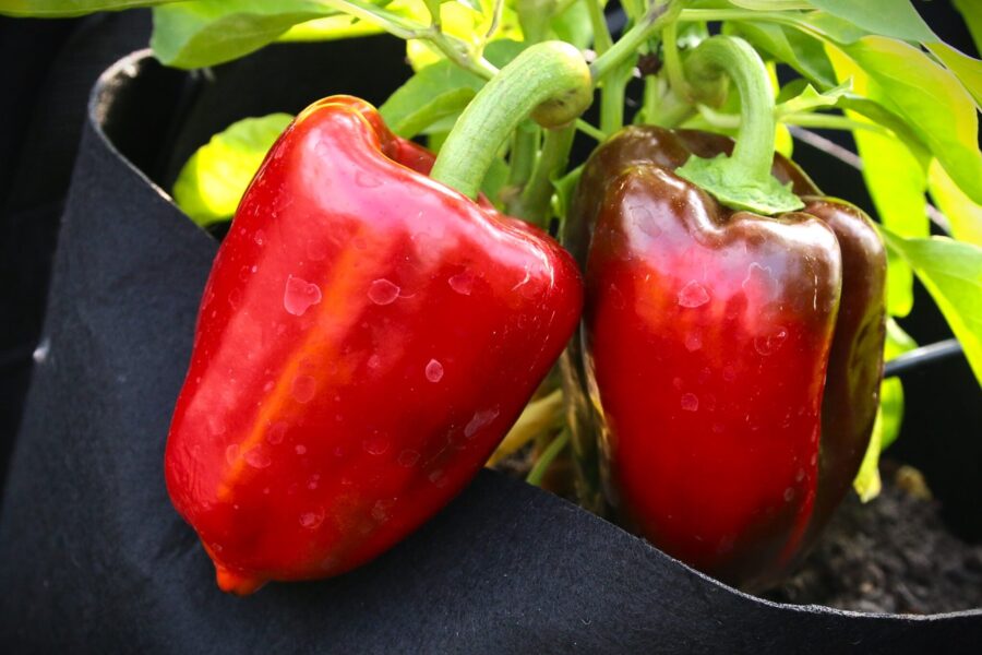 Röda hjärtformade Ukranian Sweet Red-paprikor