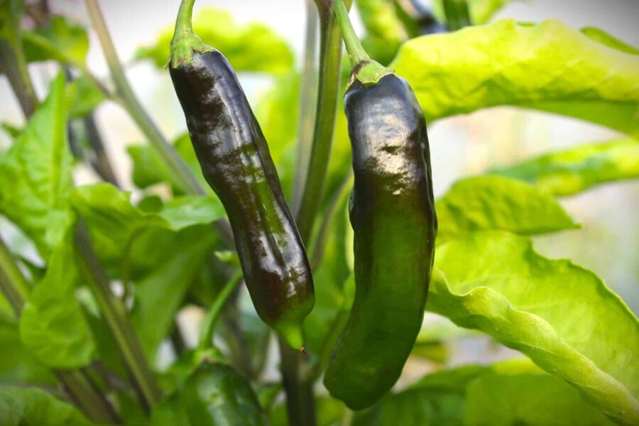 Mörkbruna torkade Machu Picchu-chilifrukter