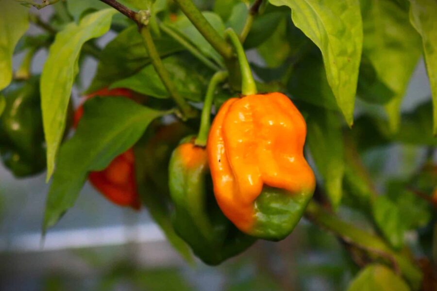 Stora gula Habanero Big Sun-frukter