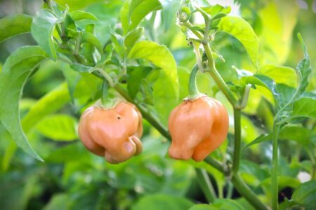Habanero Pastel