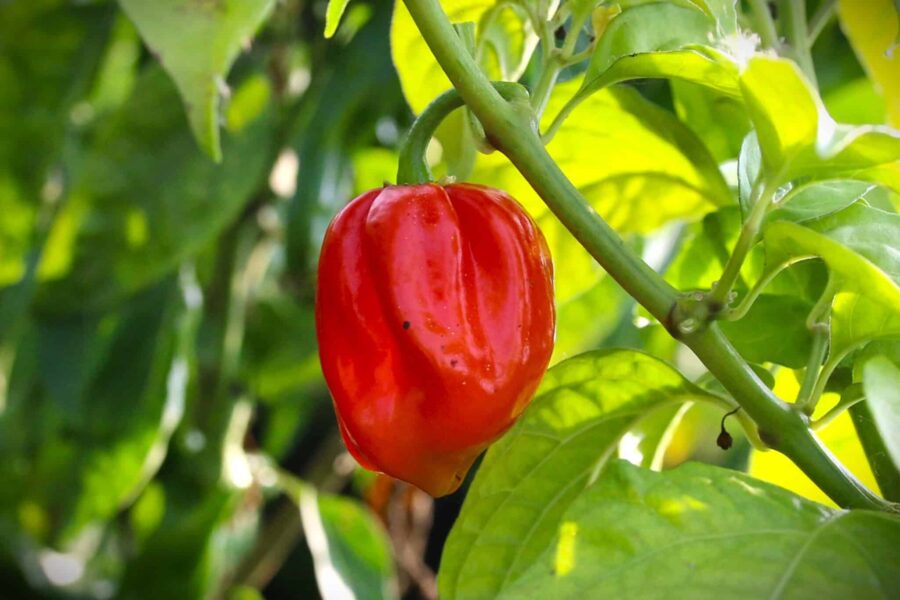 Röda Aji Umba Red-chilifrukter med glansig yta