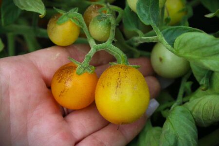 Indigo Kumquat