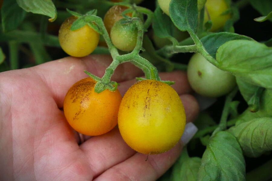 Orange Indigo Kumquat-tomater med indigoblå axlar
