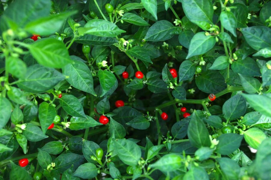 Små röda pärlformade Aji Charapita Red-chilifrukter