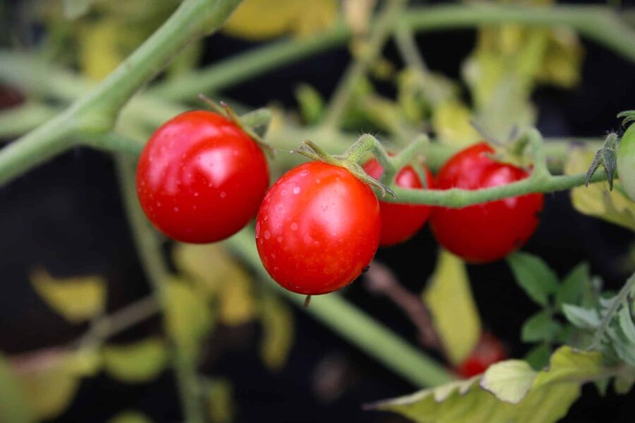 Röda mogna Cherry Star-körsbärstomater i klase