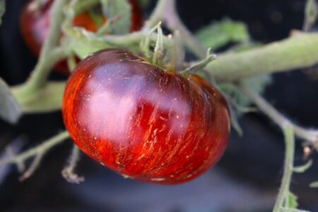Red Beauty