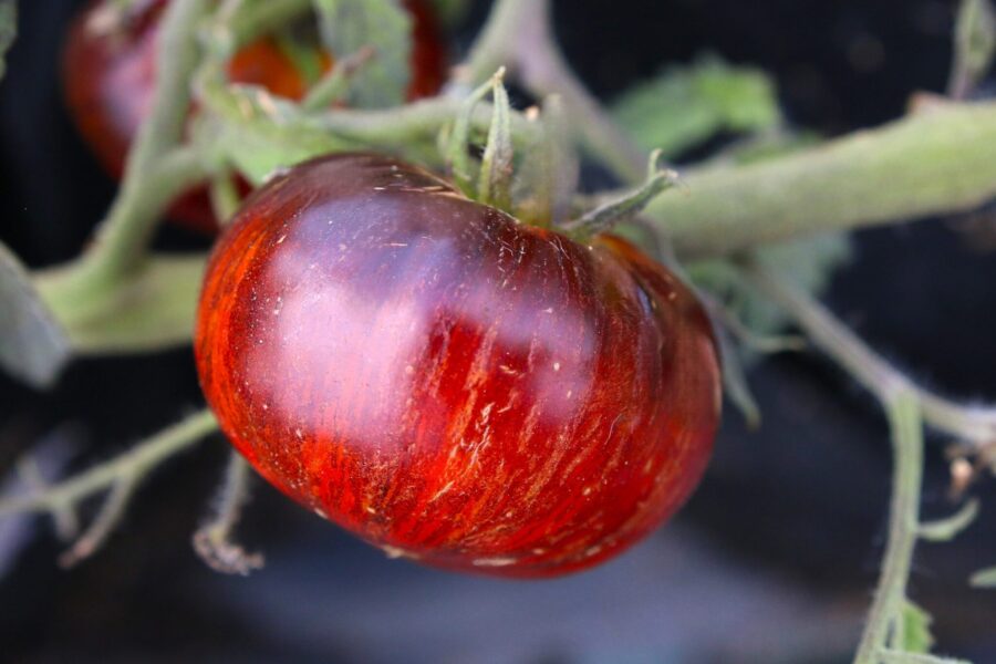 Svartröd Red Beauty-tomat med mörkt kött genomskuren