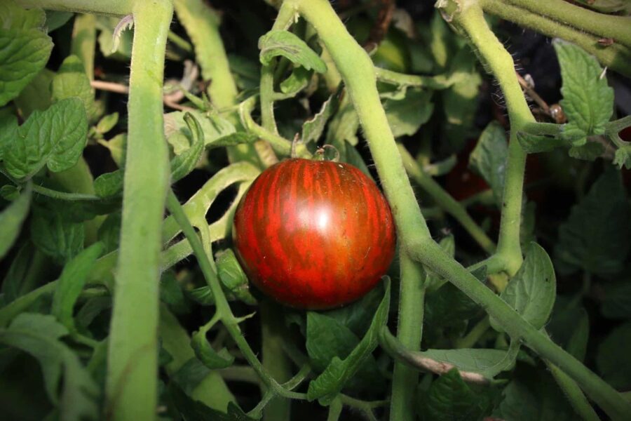 Strimmiga Andy's Forty-tomater på kompakt planta