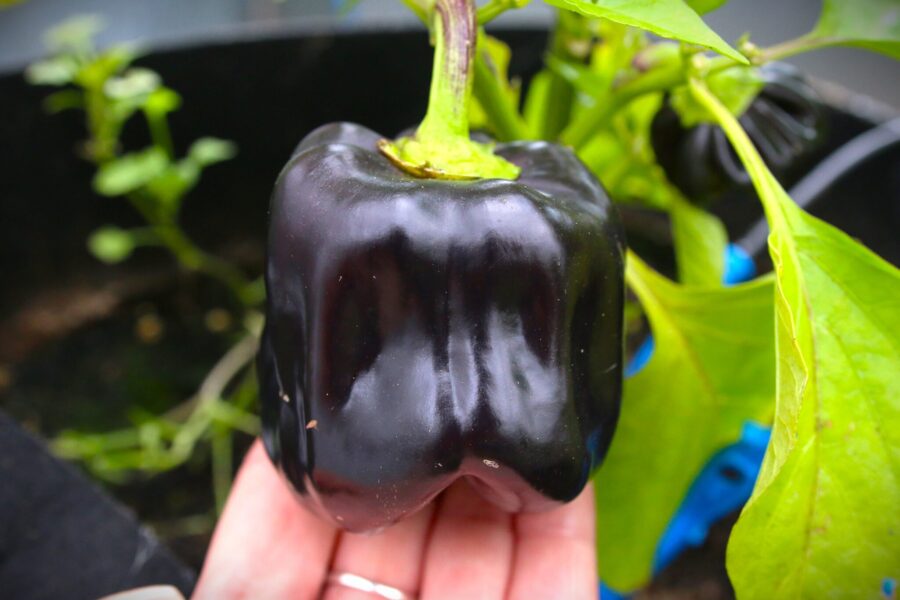 Lila Purple Bell-chilifrukter med upprätt växtsätt på kompakt planta