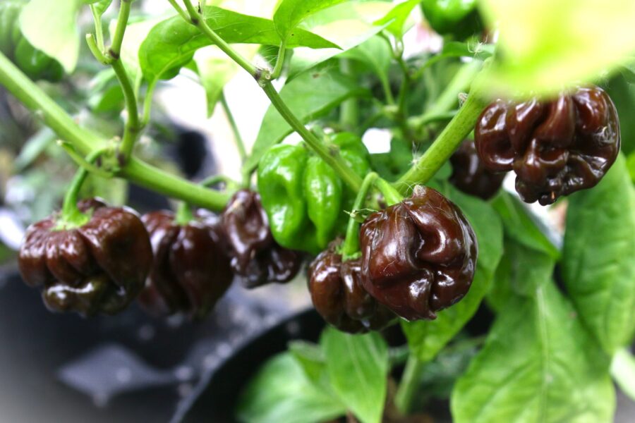 Bruna Odinosaur-chilifrukter med typisk chinense-karaktär