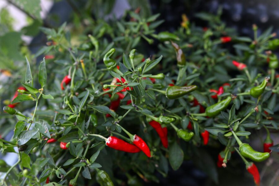 Kompakt Apache-chiliplanta full av röda upprätta frukter