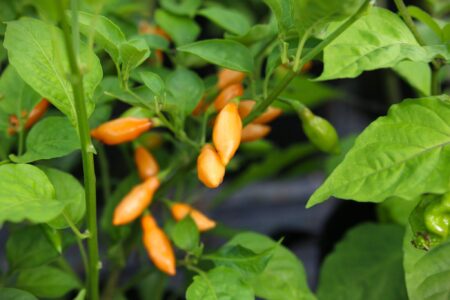 Cobachina Orange