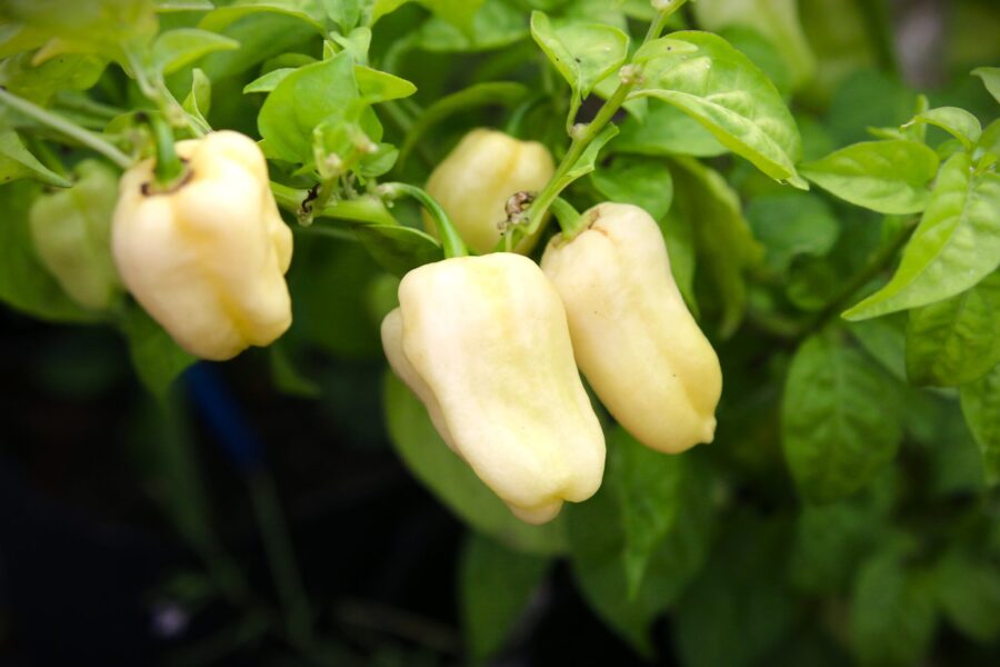 Vita Habanero White Giant-frukter med klassisk lanternform