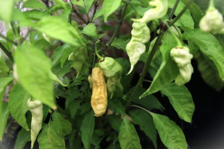 Jay's White Ghost Scorpion