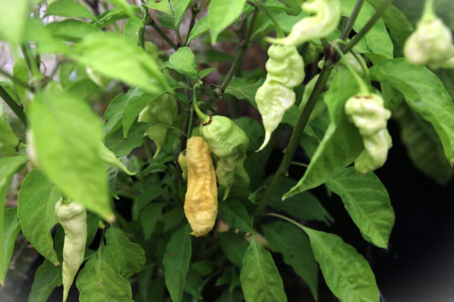 Vita Jay's White Ghost Scorpion-frukter med karaktäristisk skorpionsvans