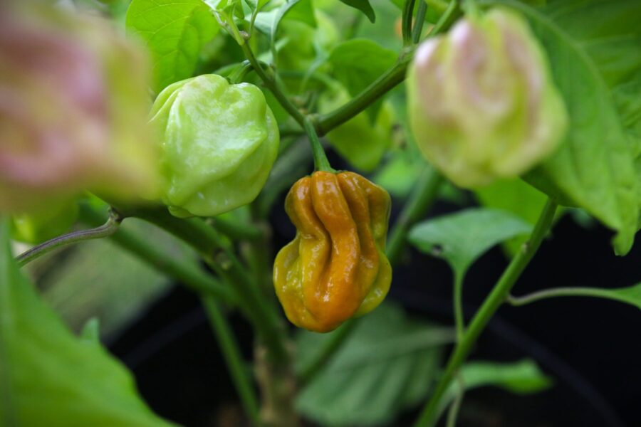Senapsfärgade Habanero Mustard-frukter med klassisk habaneroform