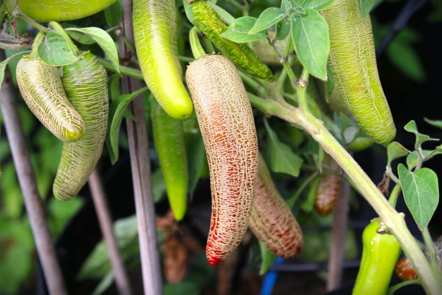 Stora Farmers Jalapeno-frukter med karaktäristiskt korkat mönster på ytan